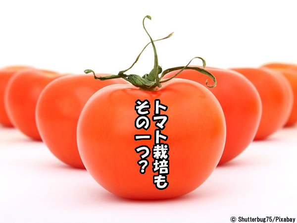 われ て トマト に いる 嫌