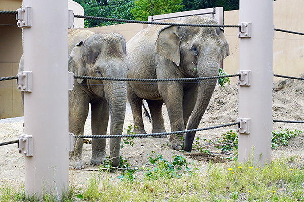 円山動物園